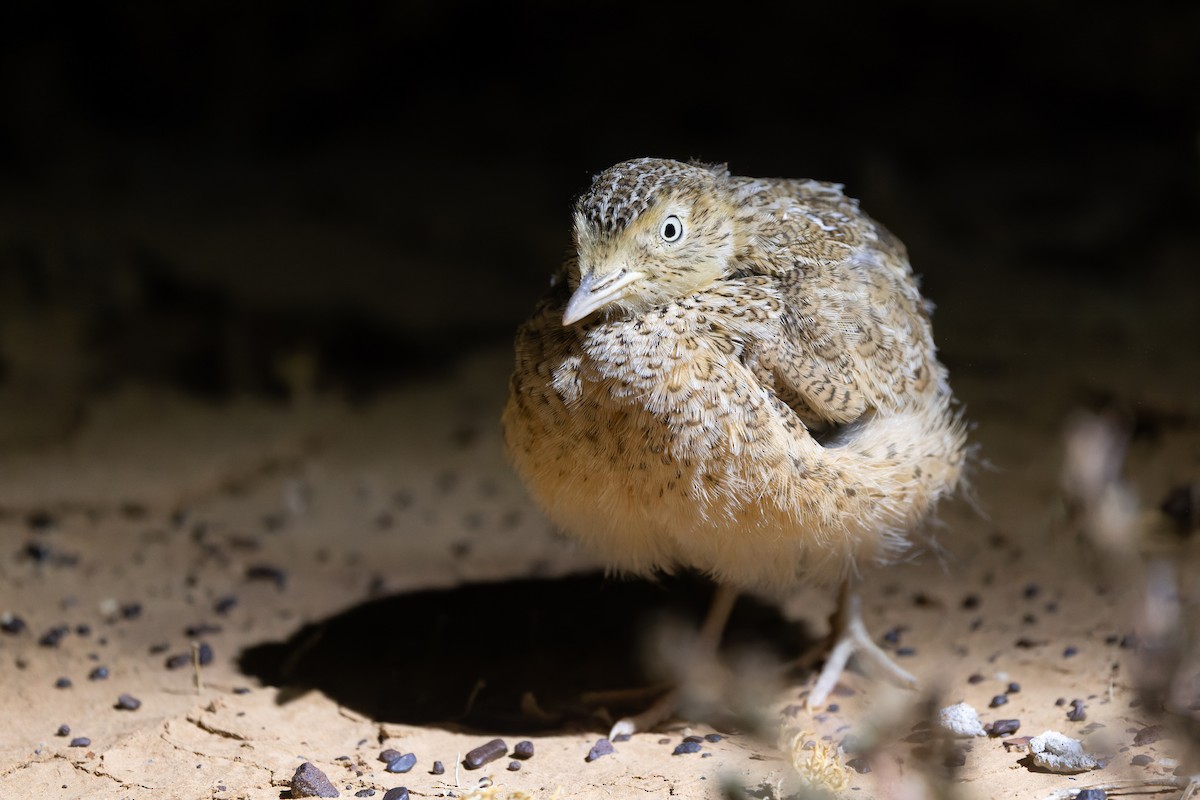 Plains-wanderer - ML641369864