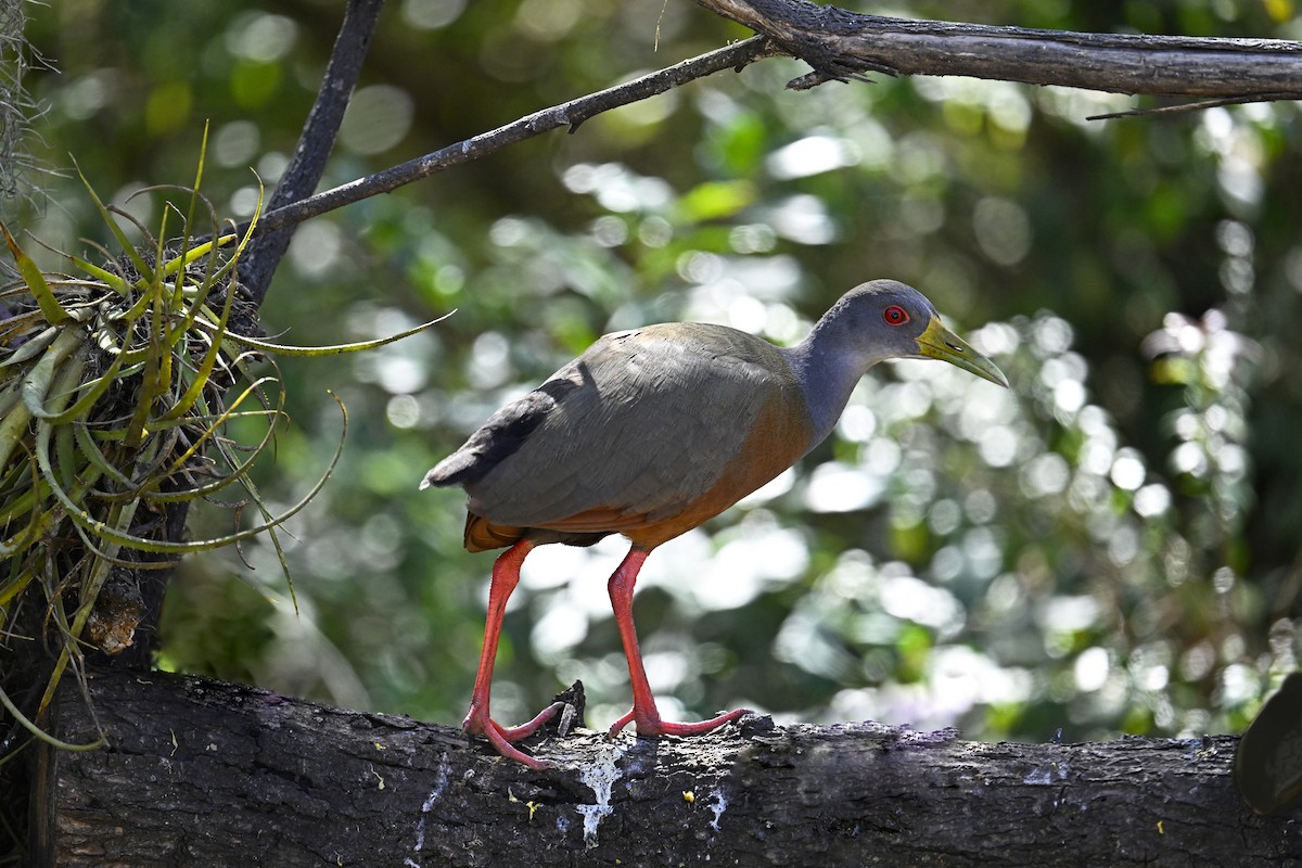 Gray-cowled Wood-Rail - ML641369865