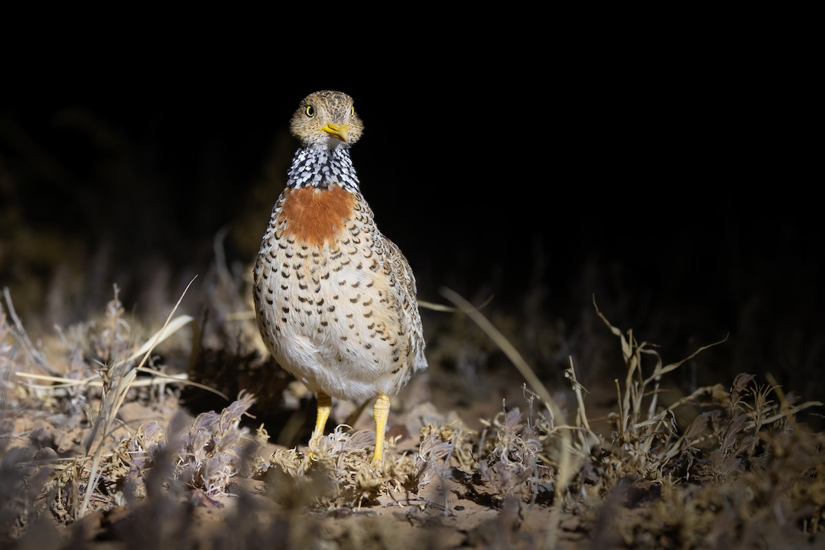 Plains-wanderer - ML641369868