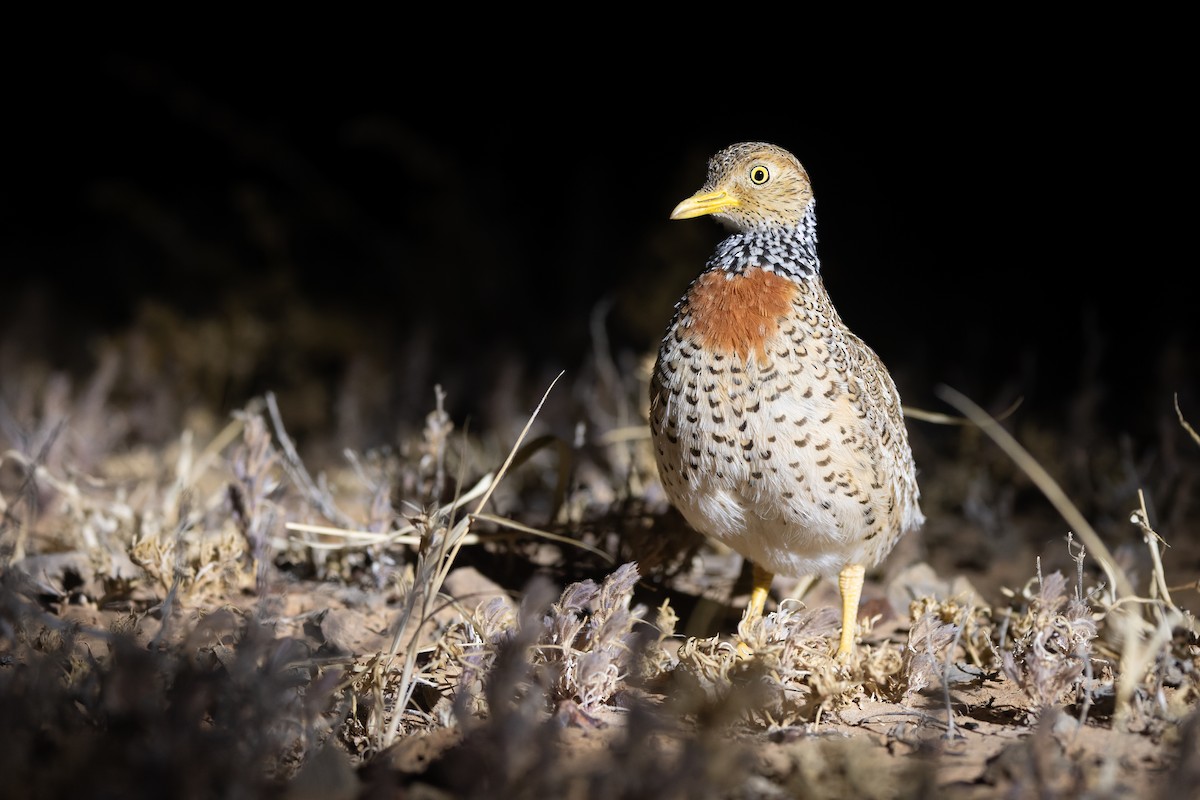 Plains-wanderer - ML641369869
