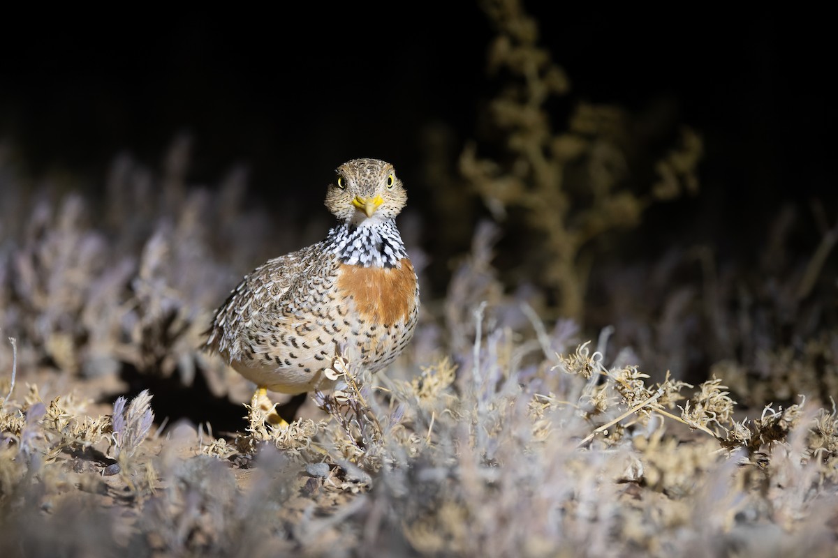 Plains-wanderer - ML641369870