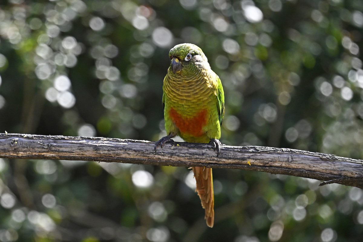Maroon-bellied Parakeet - ML641369877
