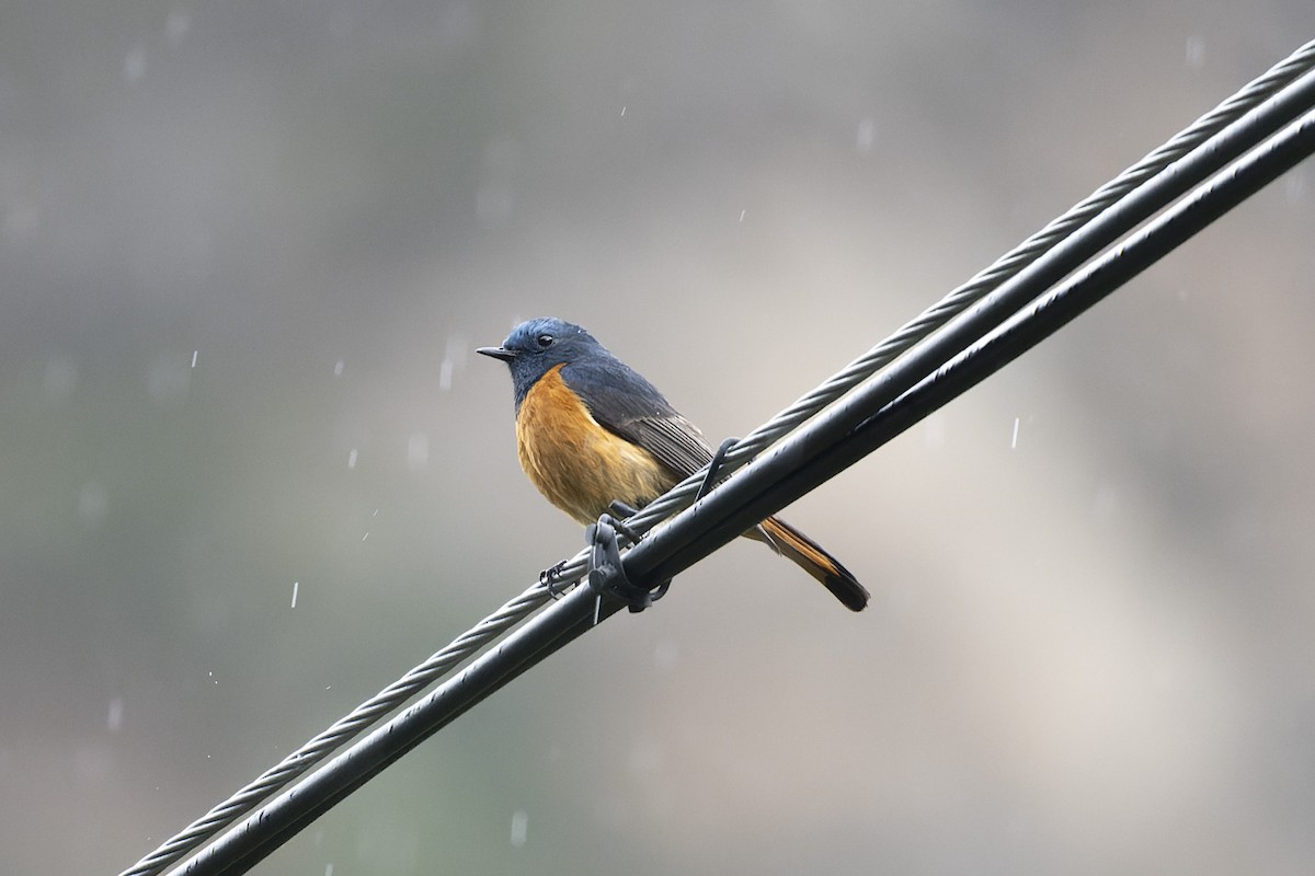 Blue-fronted Redstart - ML641369892