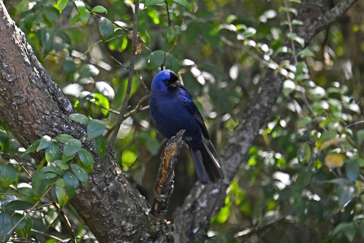 Diademed Tanager - ML641369893