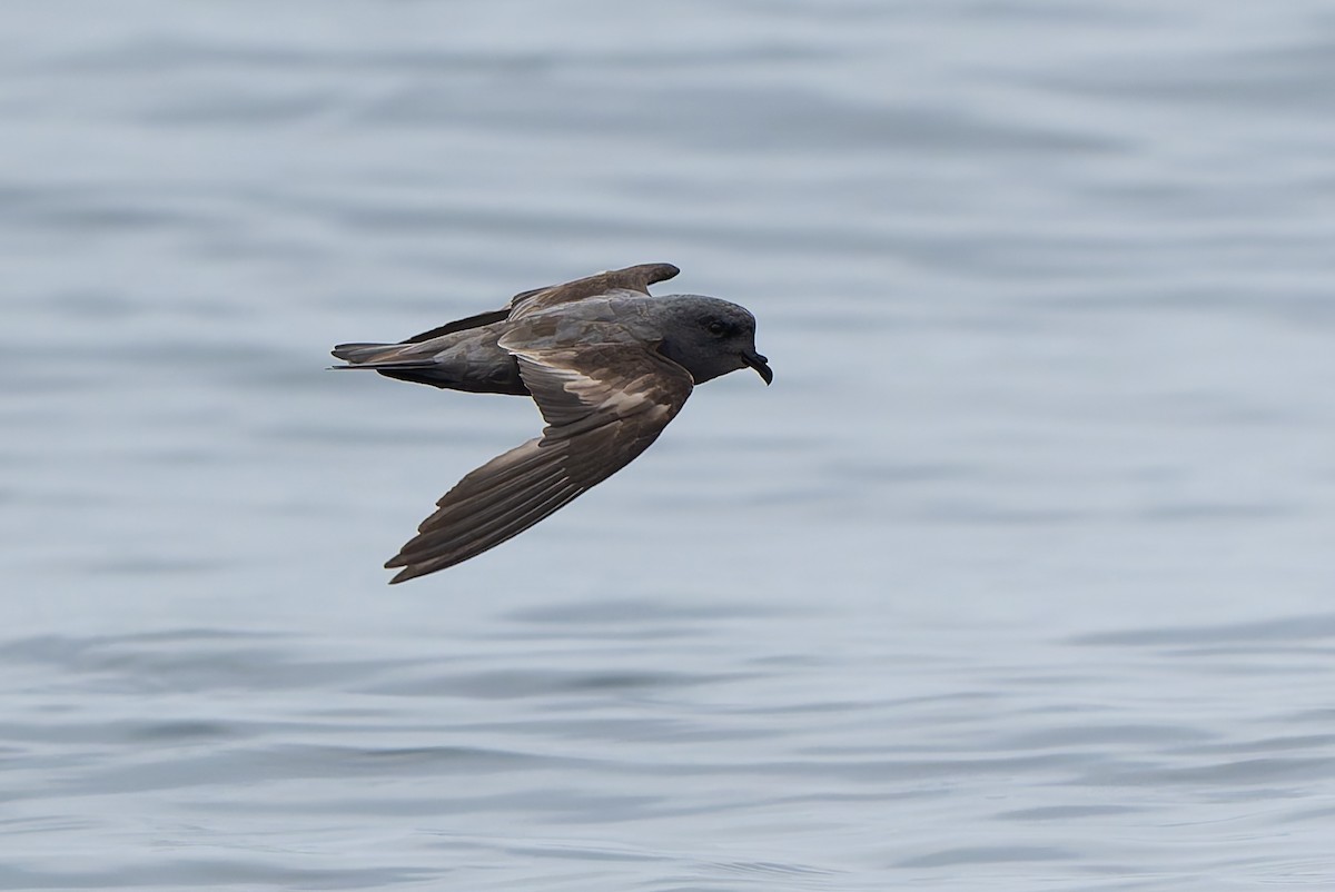 Ashy Storm-Petrel - ML641369989