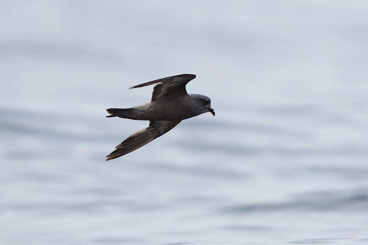 Ashy Storm-Petrel - ML641369992
