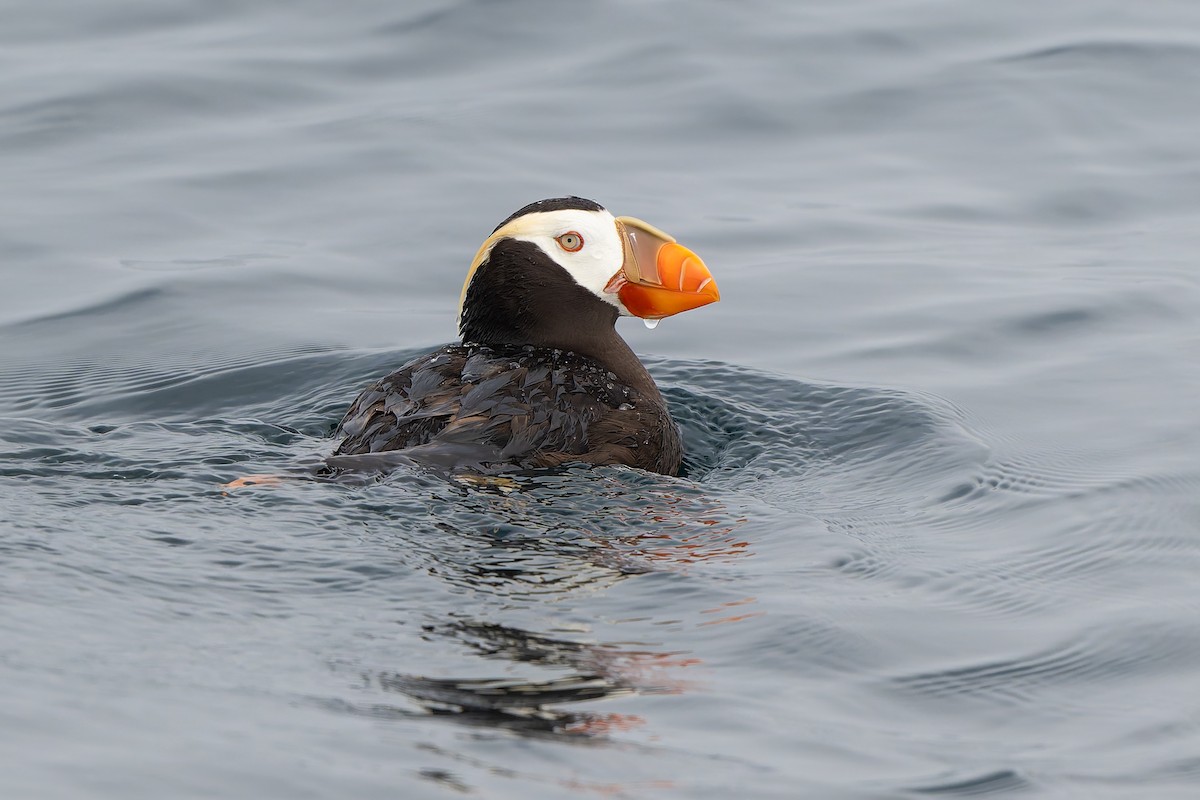 Tufted Puffin - ML641369994