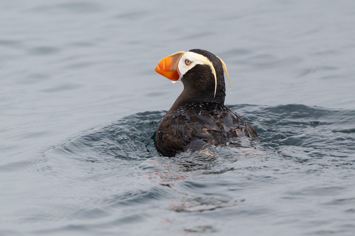 Tufted Puffin - ML641369996