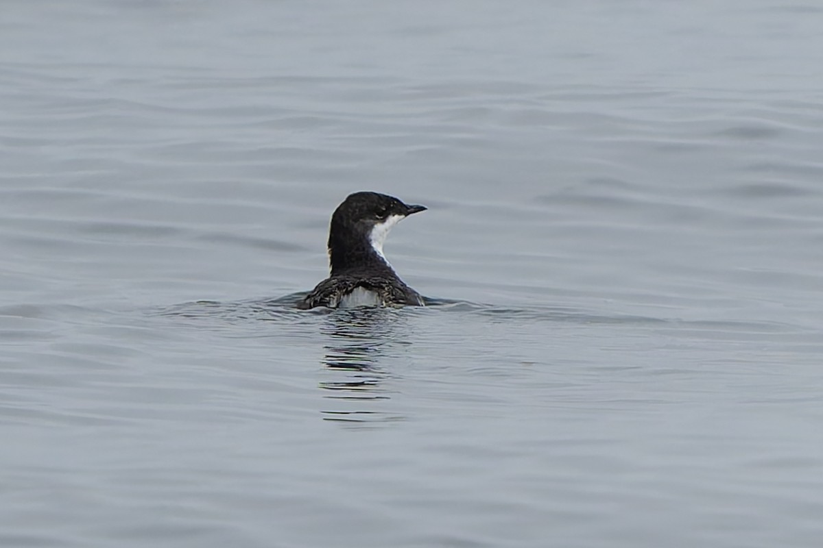 Scripps's Murrelet - ML641369999