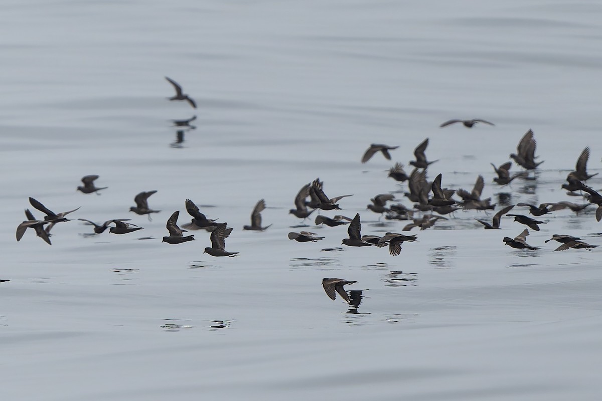 Ashy Storm-Petrel - ML641370003