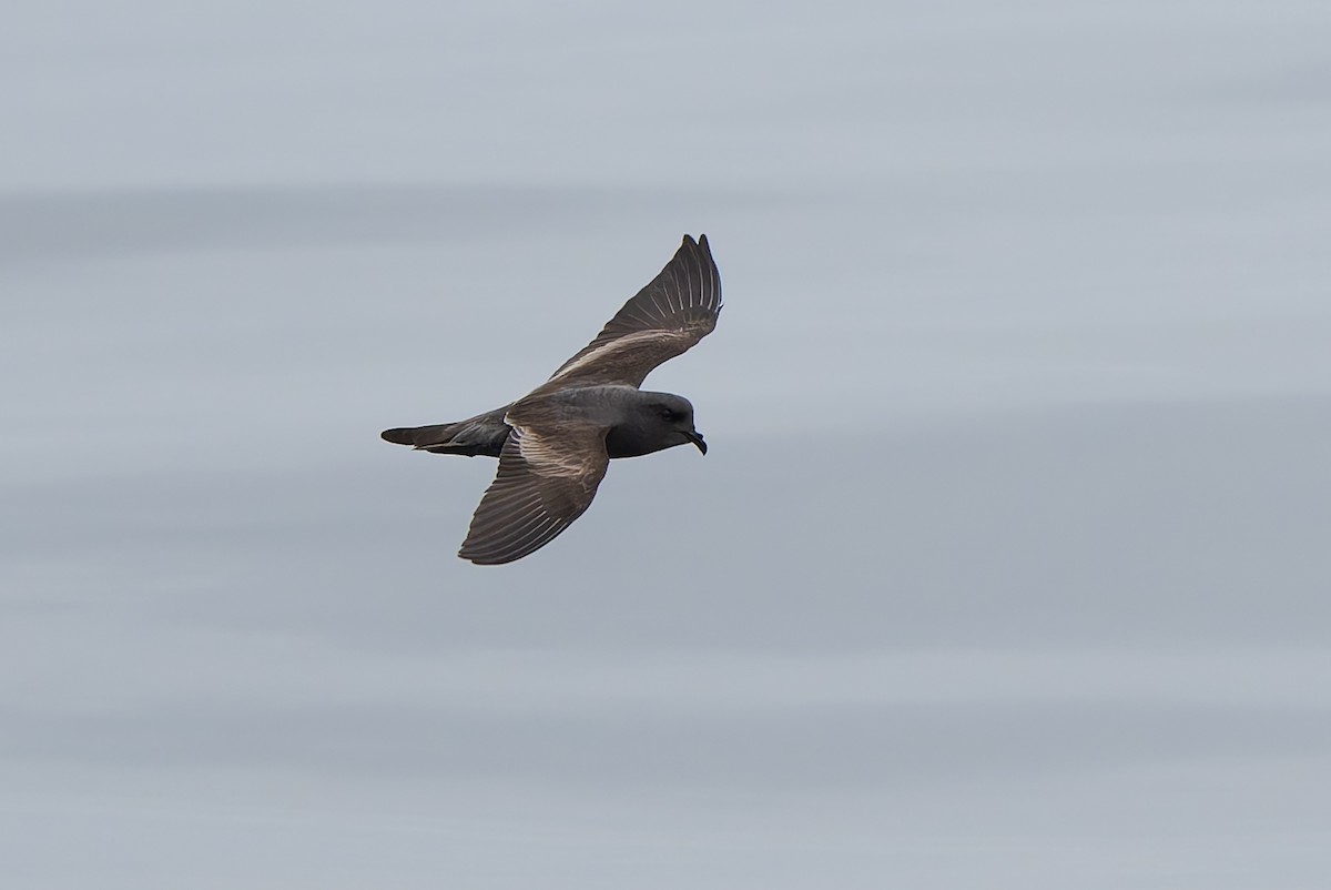 Ashy Storm-Petrel - ML641370010