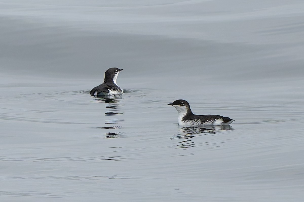 Scripps's Murrelet - ML641370018