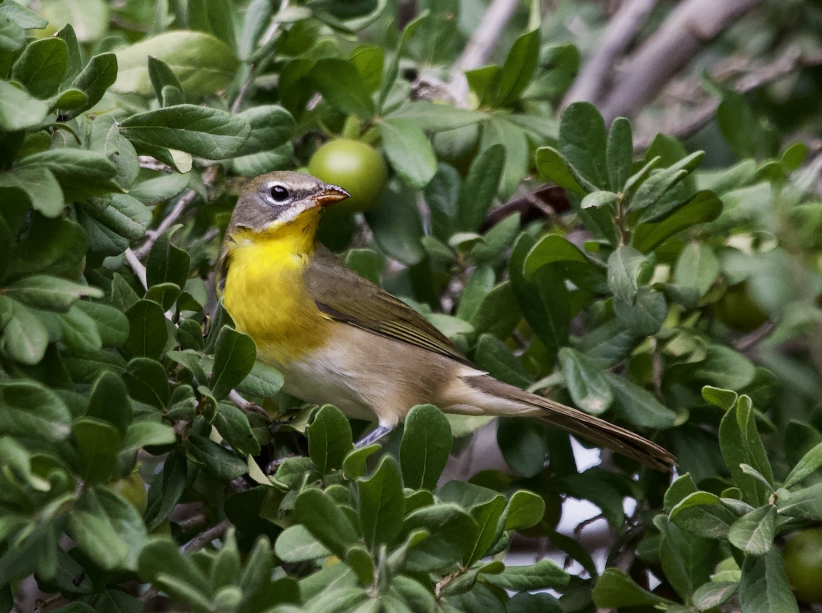 Yellow-breasted Chat - ML641370027