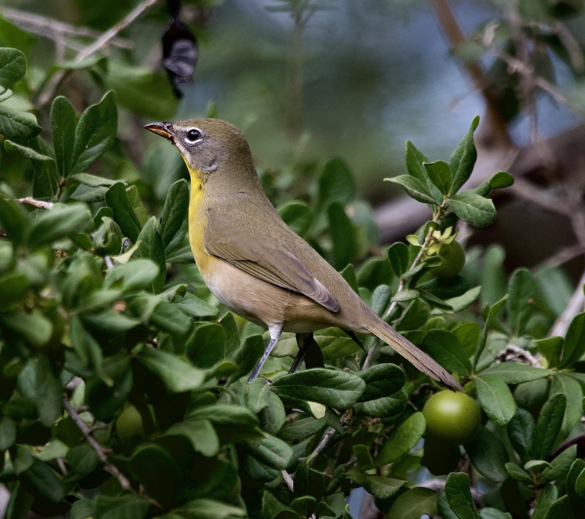 Yellow-breasted Chat - ML641370029