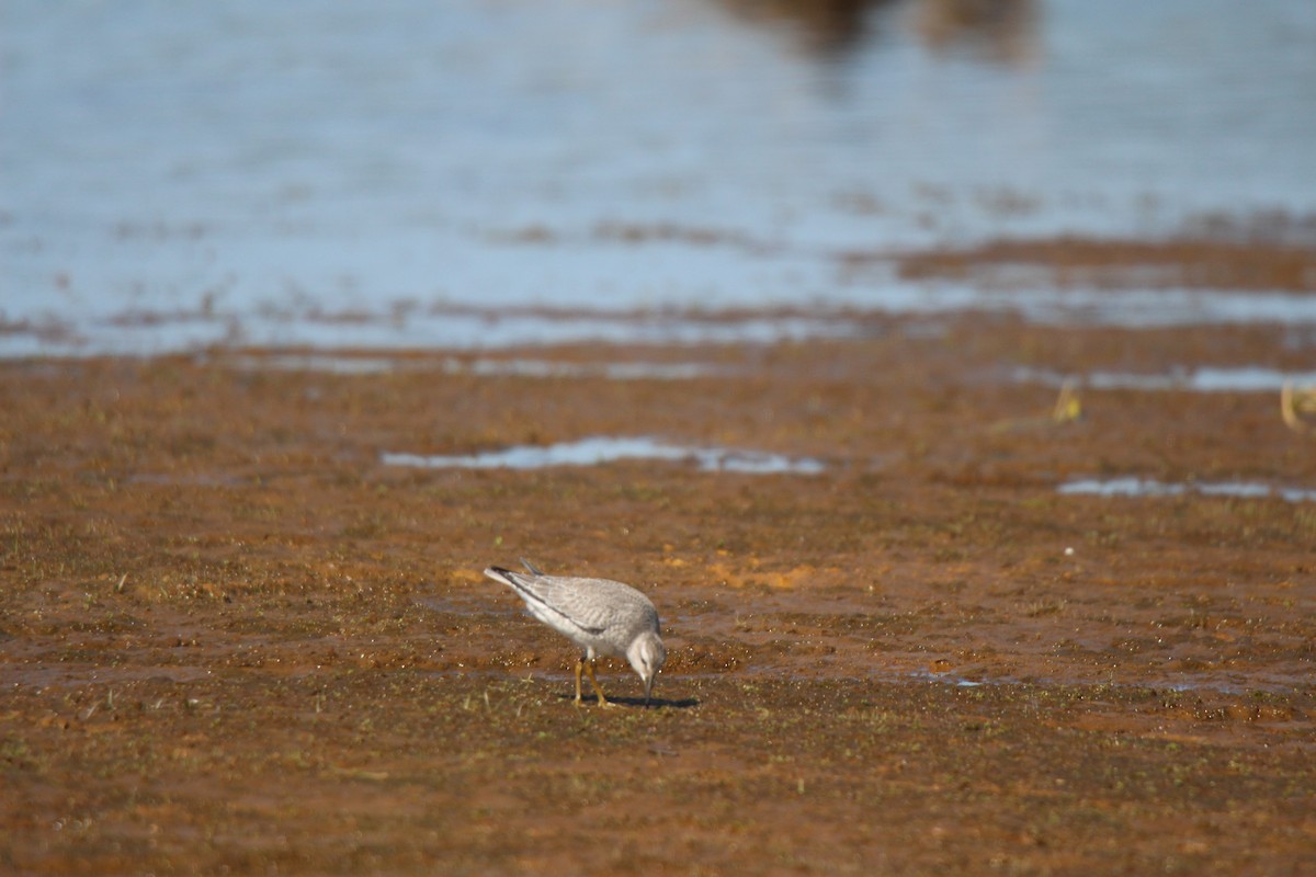 polarsnipe - ML641370045