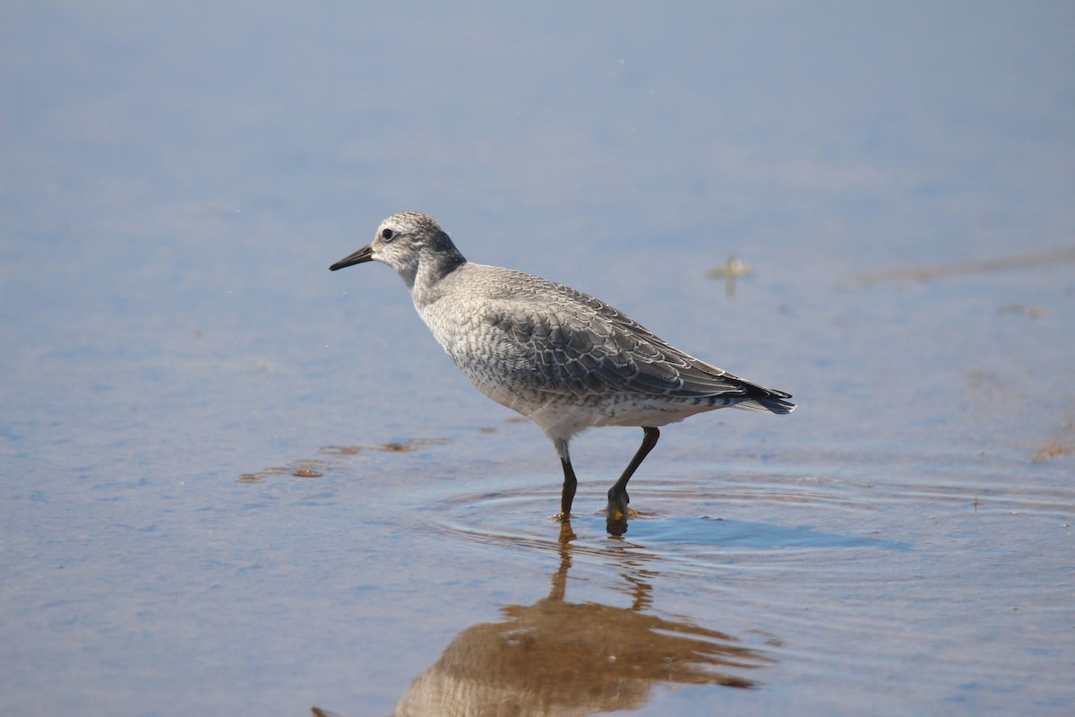 polarsnipe - ML641370046