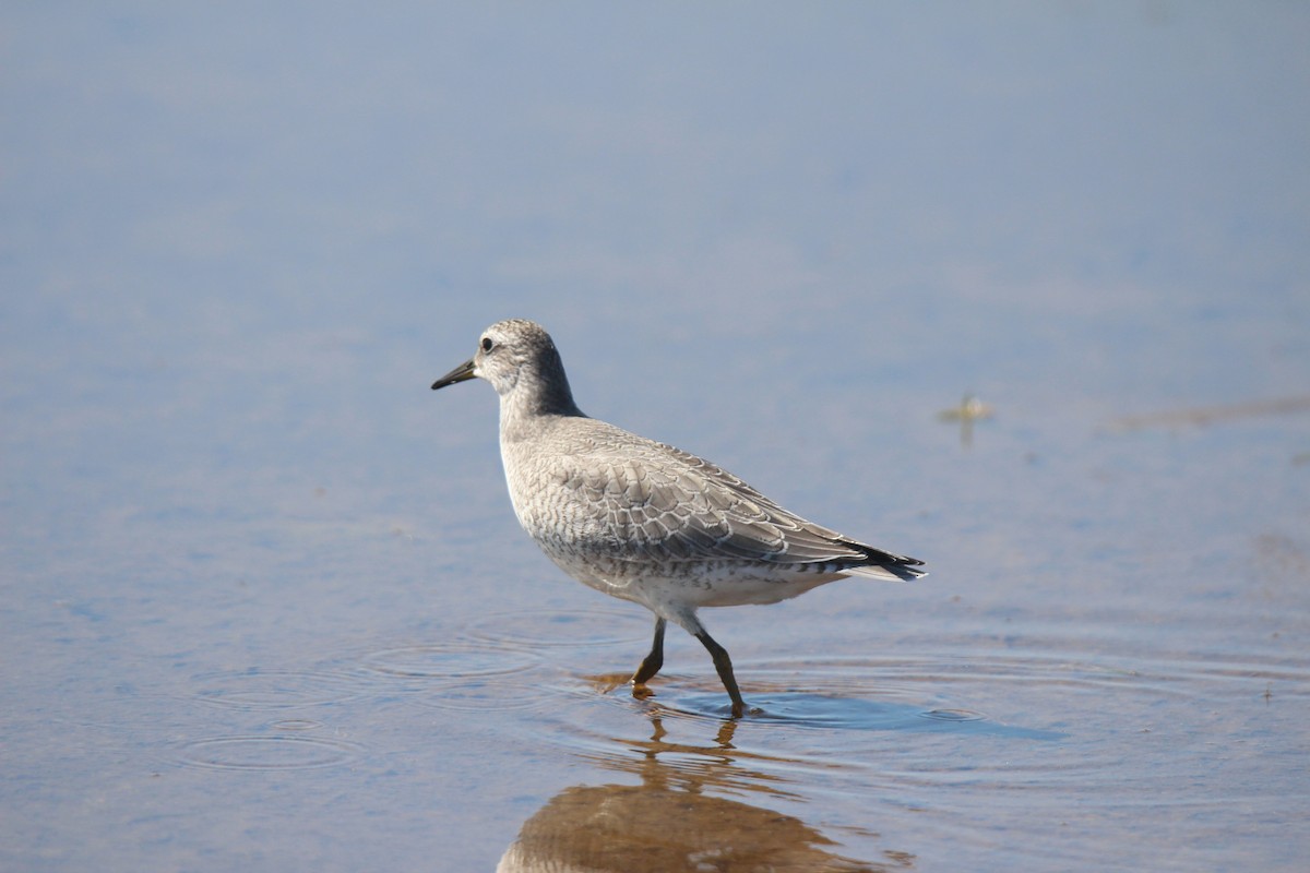 polarsnipe - ML641370047