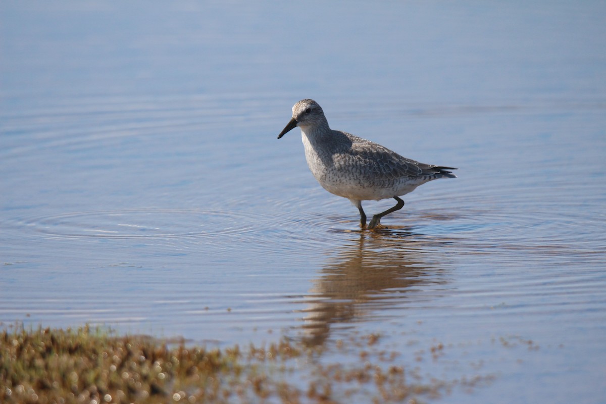 polarsnipe - ML641370048