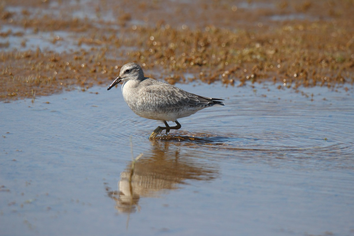 polarsnipe - ML641370049