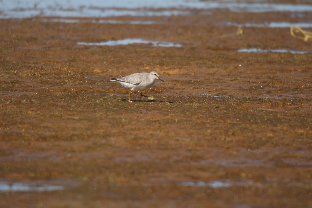 polarsnipe - ML641370050