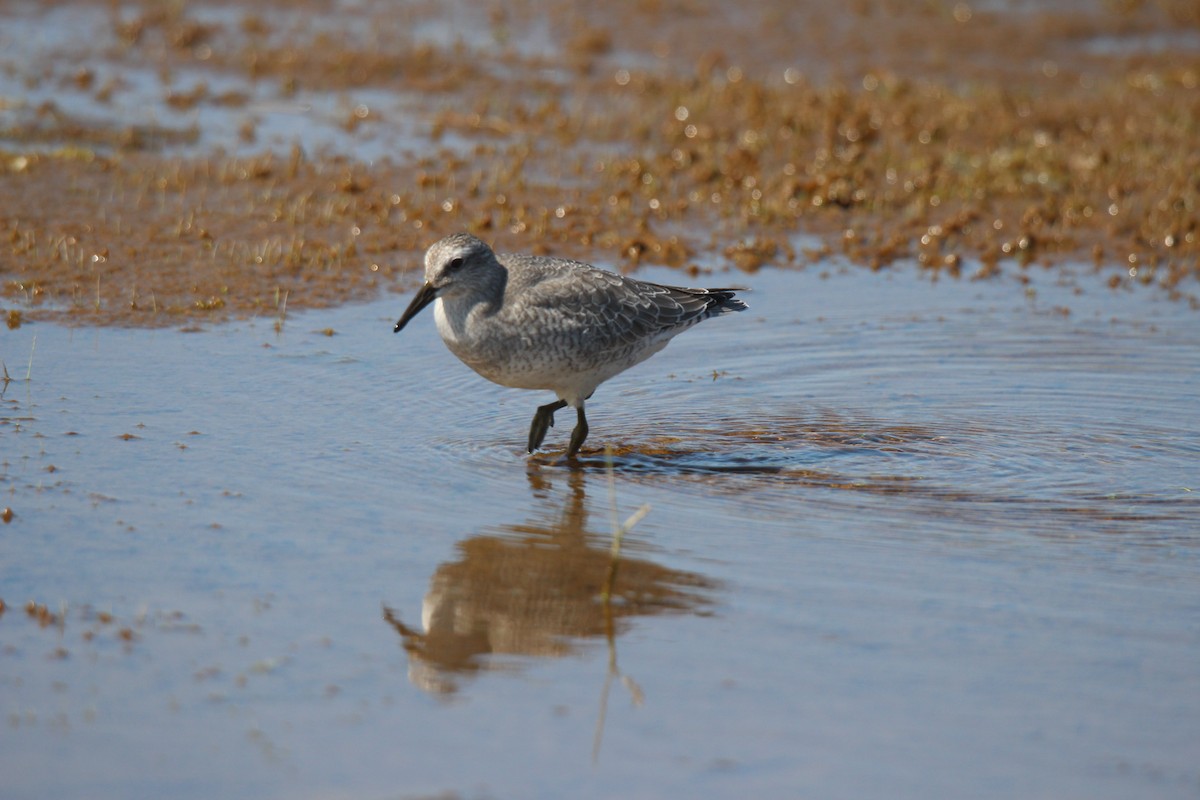 polarsnipe - ML641370051