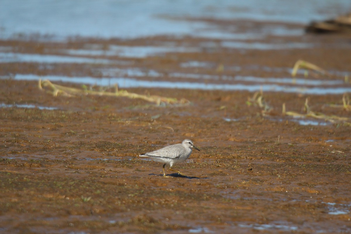 polarsnipe - ML641370052