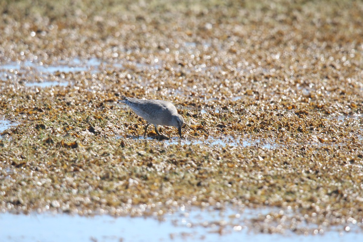 polarsnipe - ML641370053