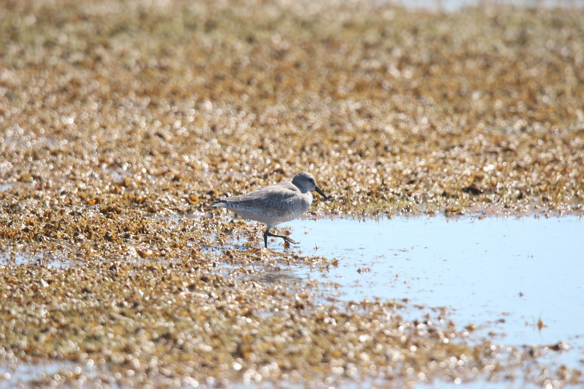 polarsnipe - ML641370054