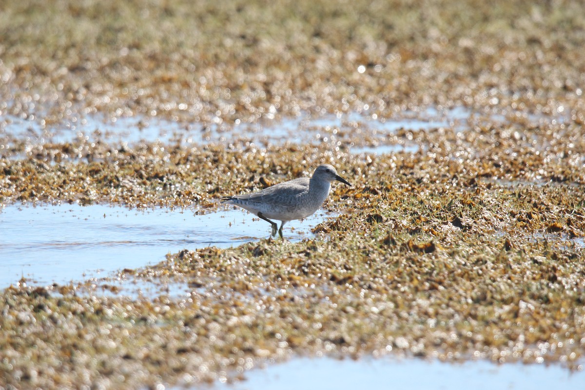 polarsnipe - ML641370055