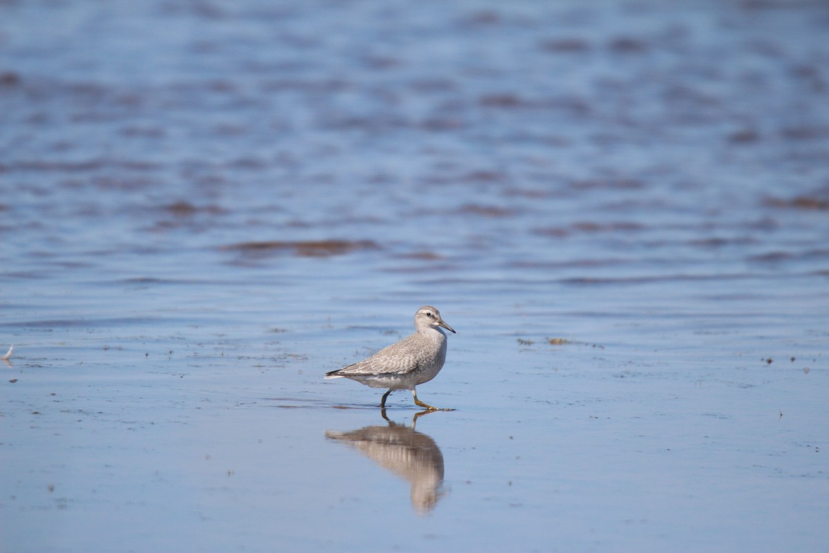 polarsnipe - ML641370056