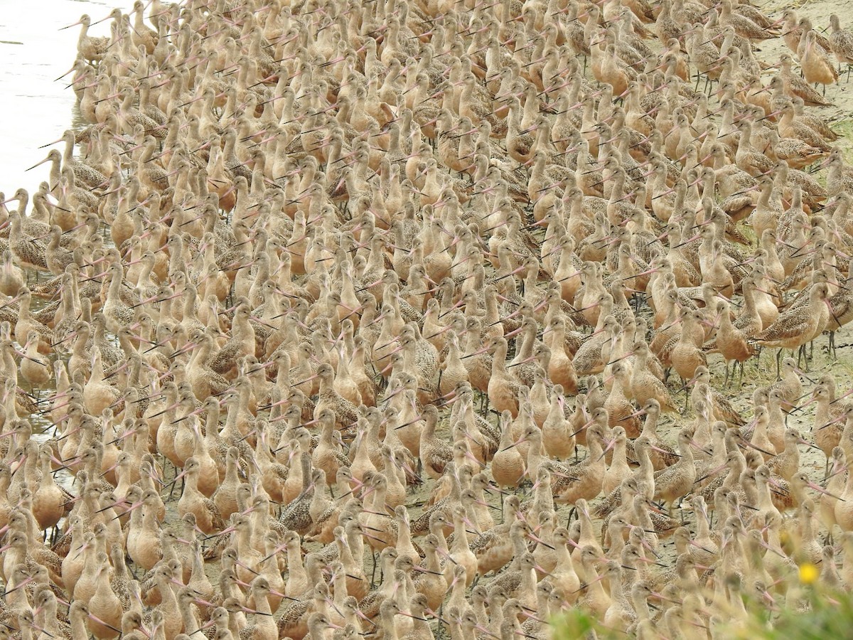 Marbled Godwit - ML641370064