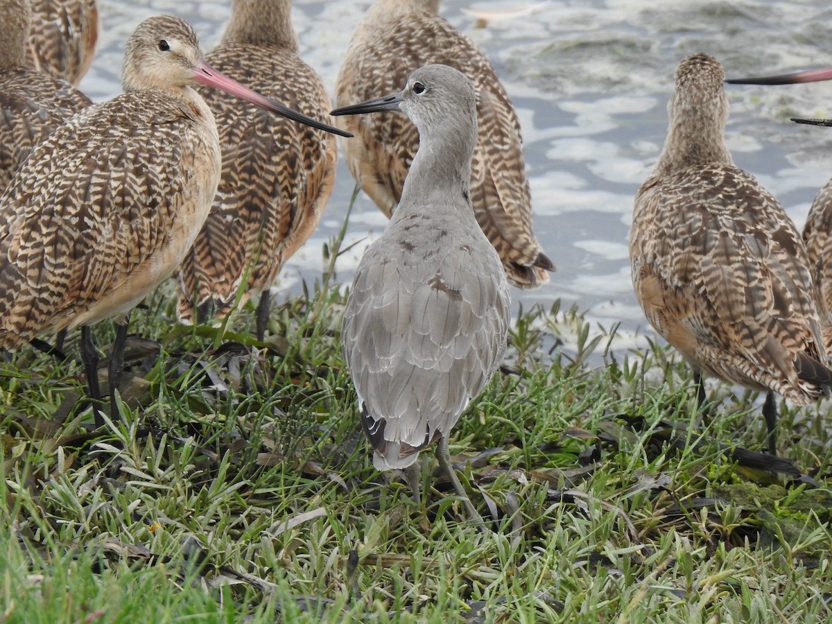 Willet - ML641370067