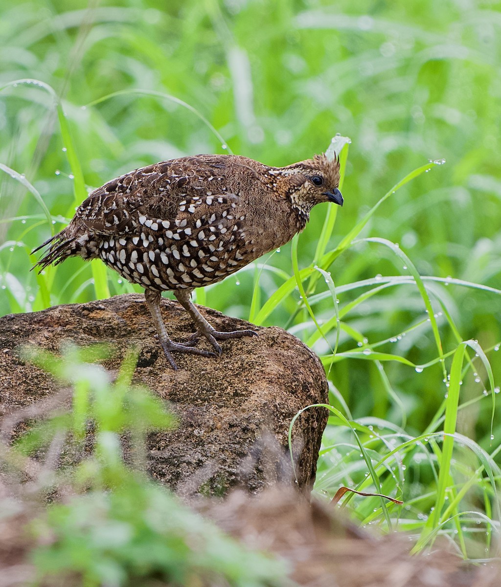 Spot-bellied Bobwhite - ML641370085