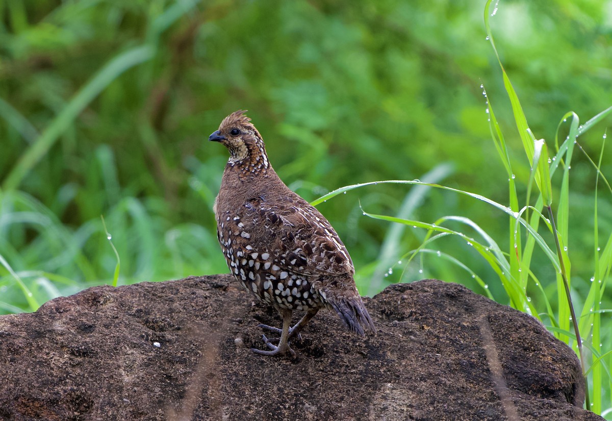 Spot-bellied Bobwhite - ML641370086
