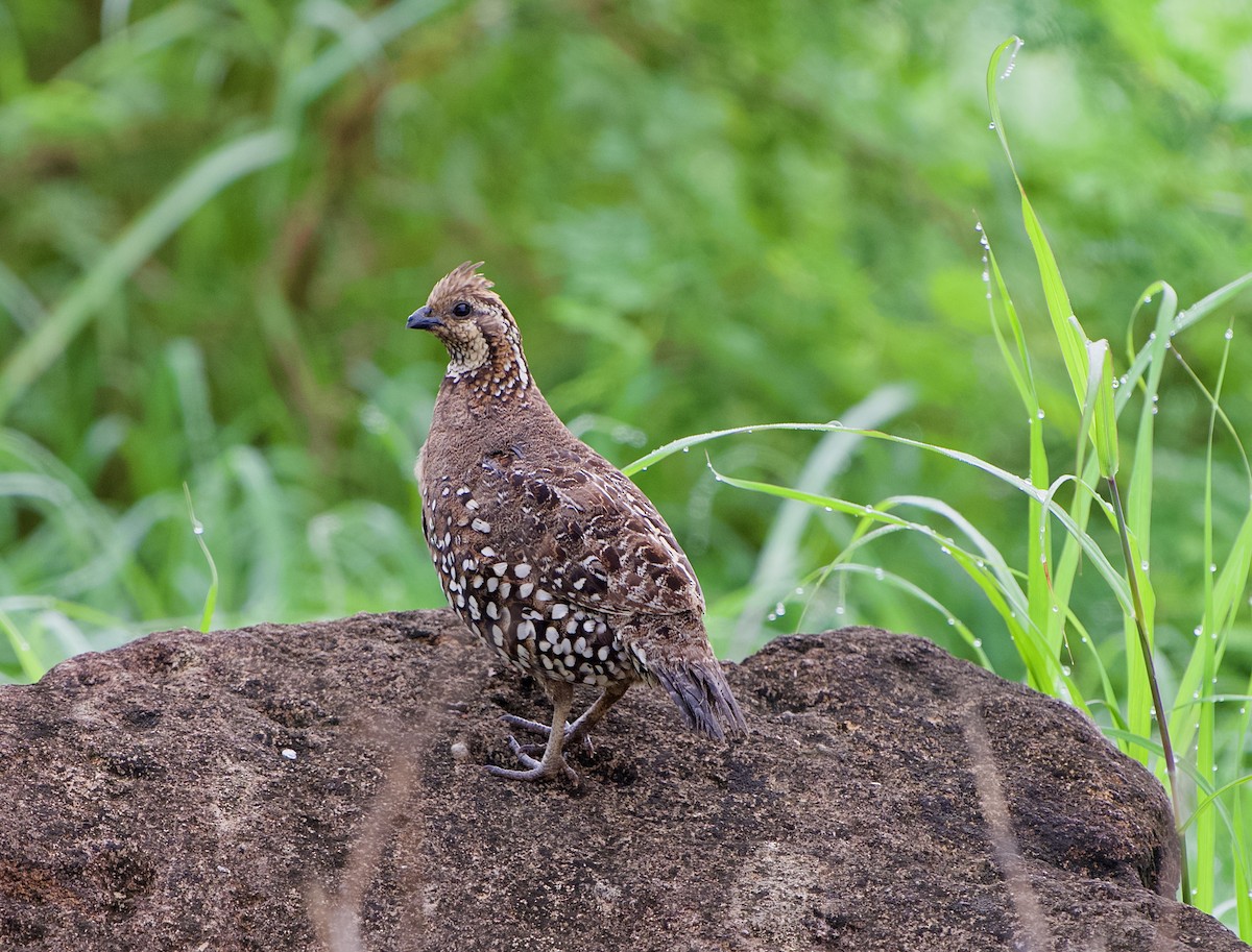 Spot-bellied Bobwhite - ML641370087