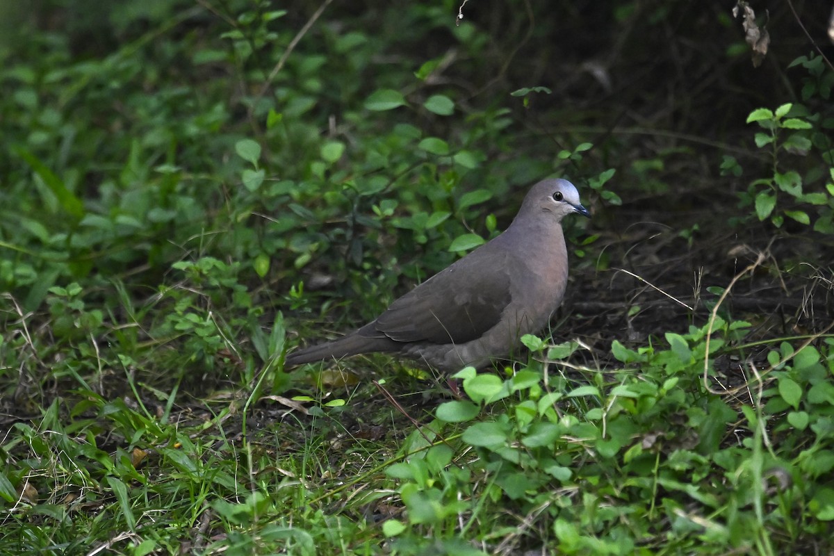 Gray-fronted Dove - ML641370104