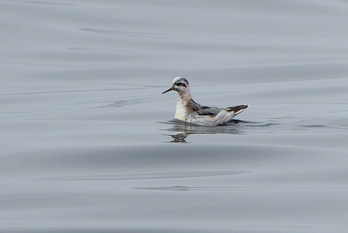Red Phalarope - ML641370113