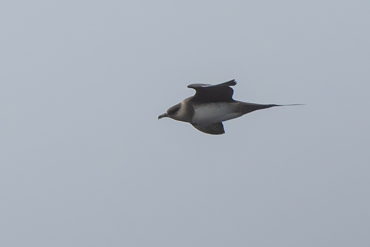 Parasitic Jaeger - ML641370124