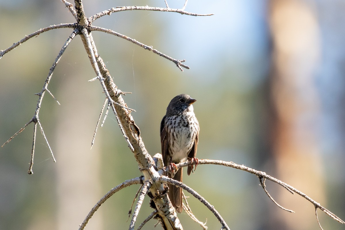 Fox Sparrow - ML641370127