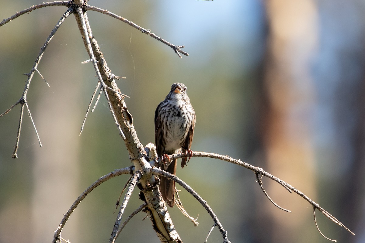 Fox Sparrow - ML641370128