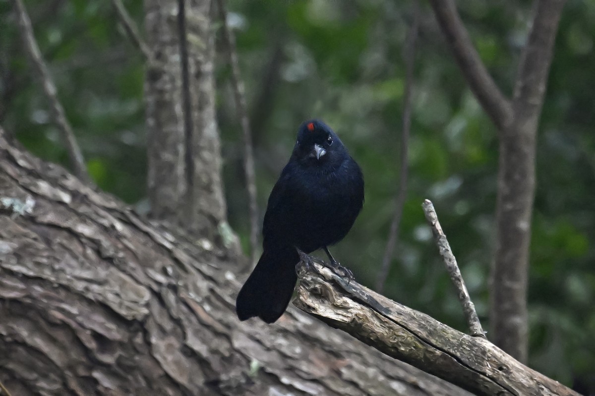 Ruby-crowned Tanager - ML641370129