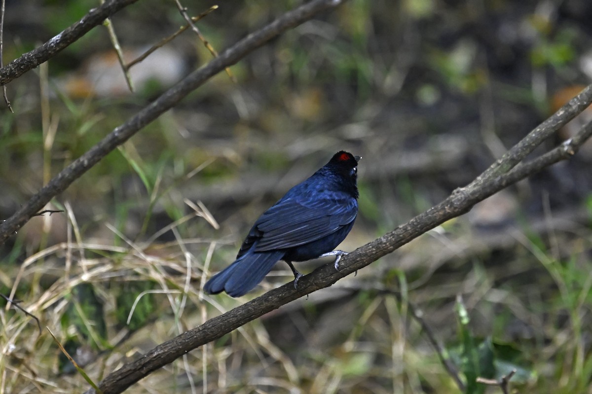 Ruby-crowned Tanager - ML641370130