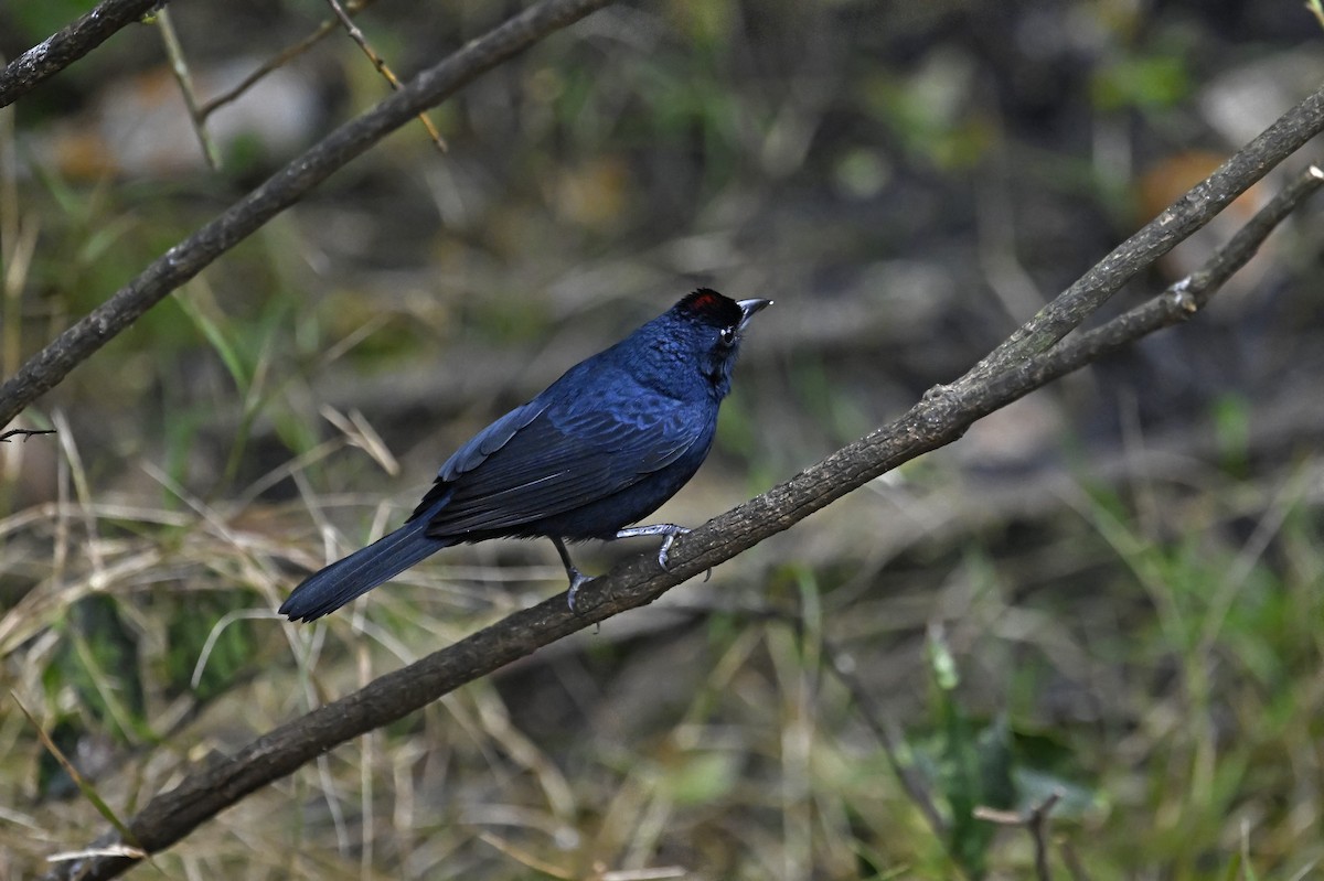 Ruby-crowned Tanager - ML641370131