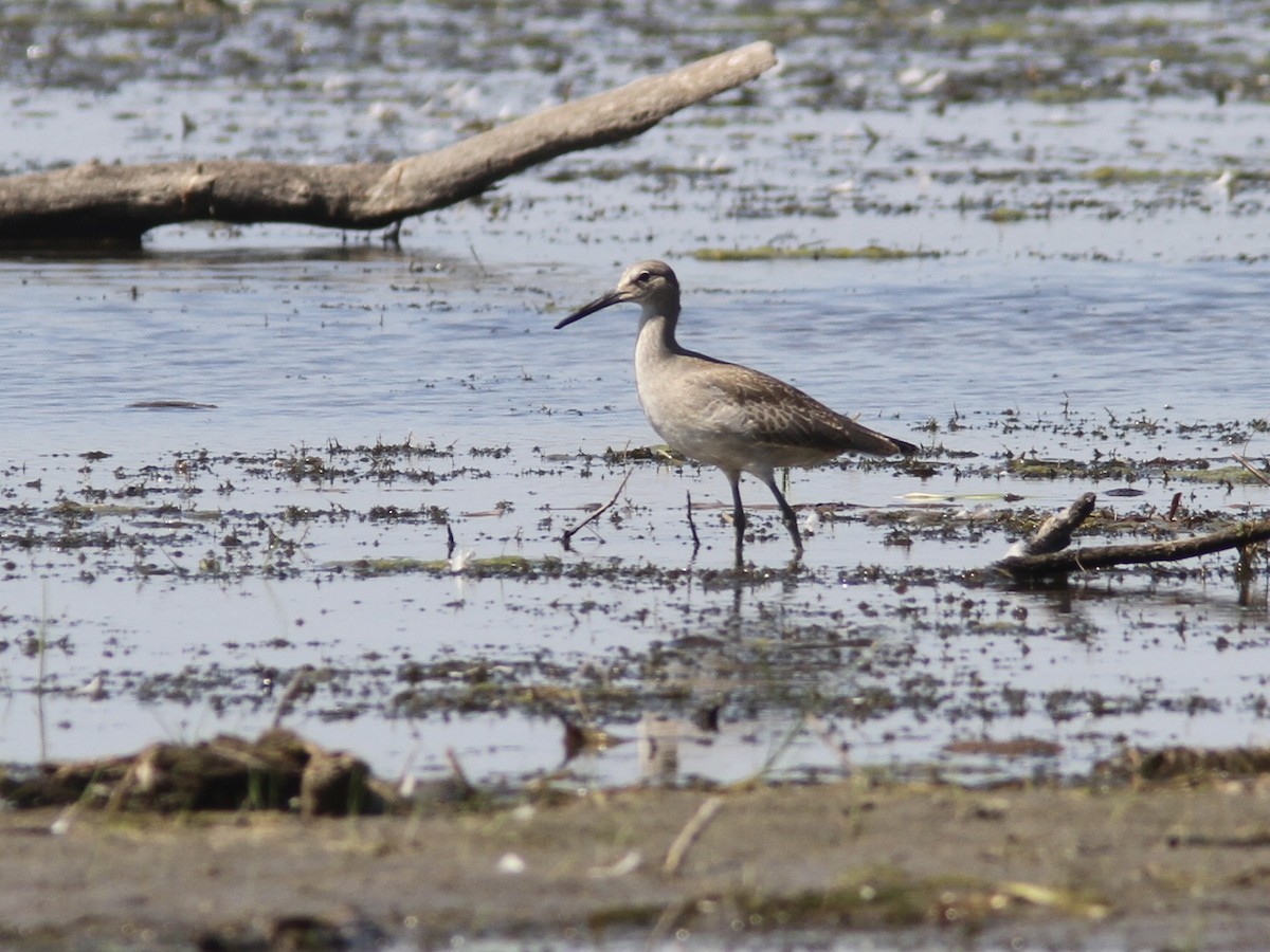 vodouš břehoušovitý (ssp. inornata) - ML641370141