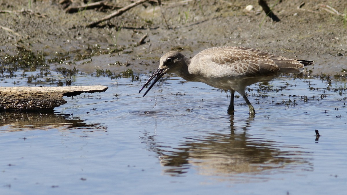 vodouš břehoušovitý (ssp. inornata) - ML641370142