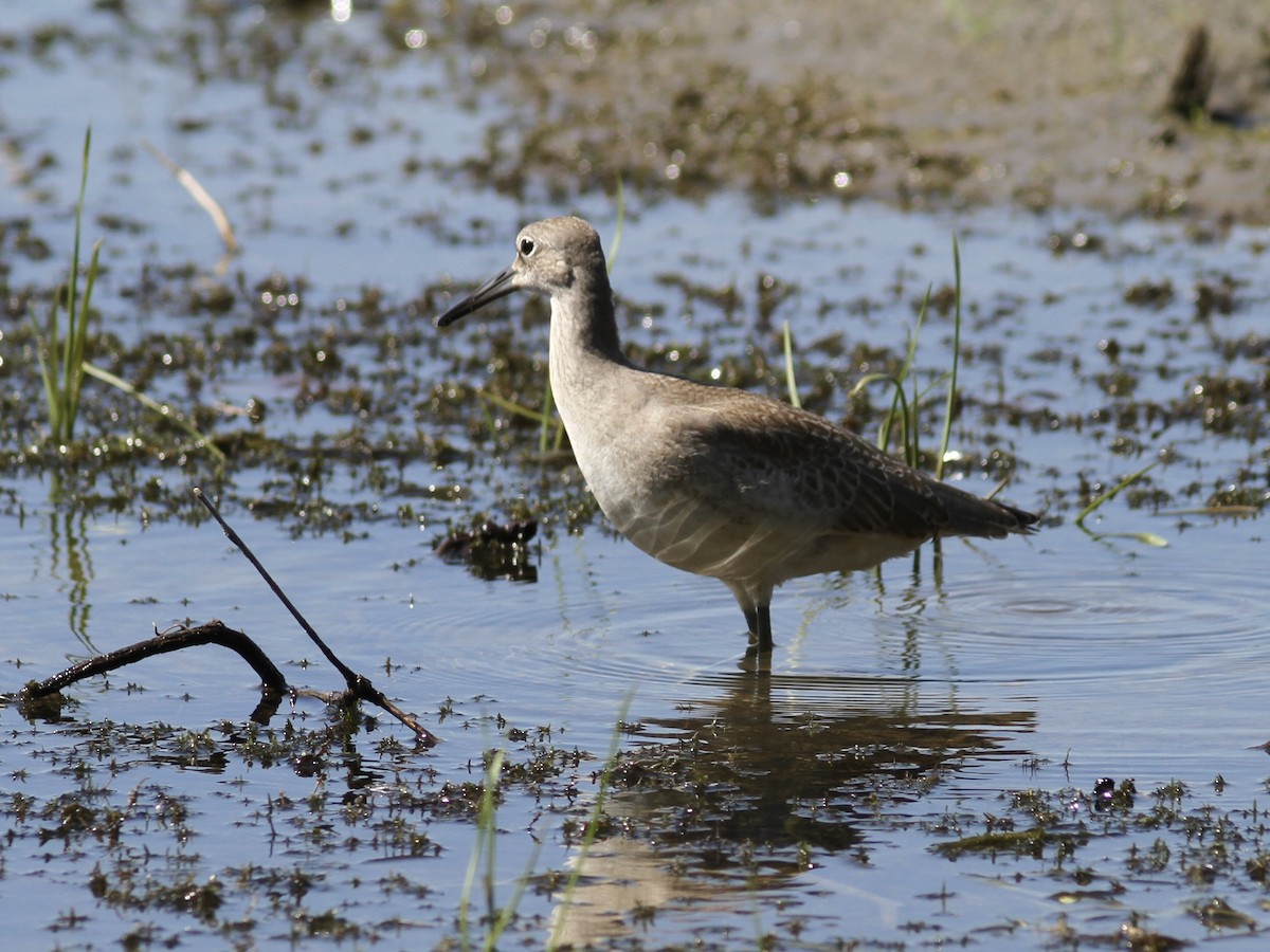 vodouš břehoušovitý (ssp. inornata) - ML641370143