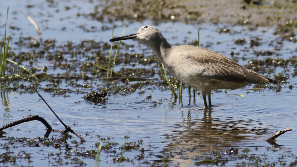 vodouš břehoušovitý (ssp. inornata) - ML641370144