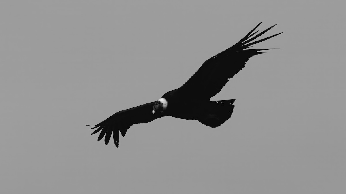 Andenkondor - ML641370179