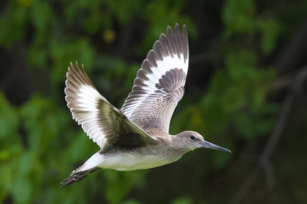 Willet - ML641370188