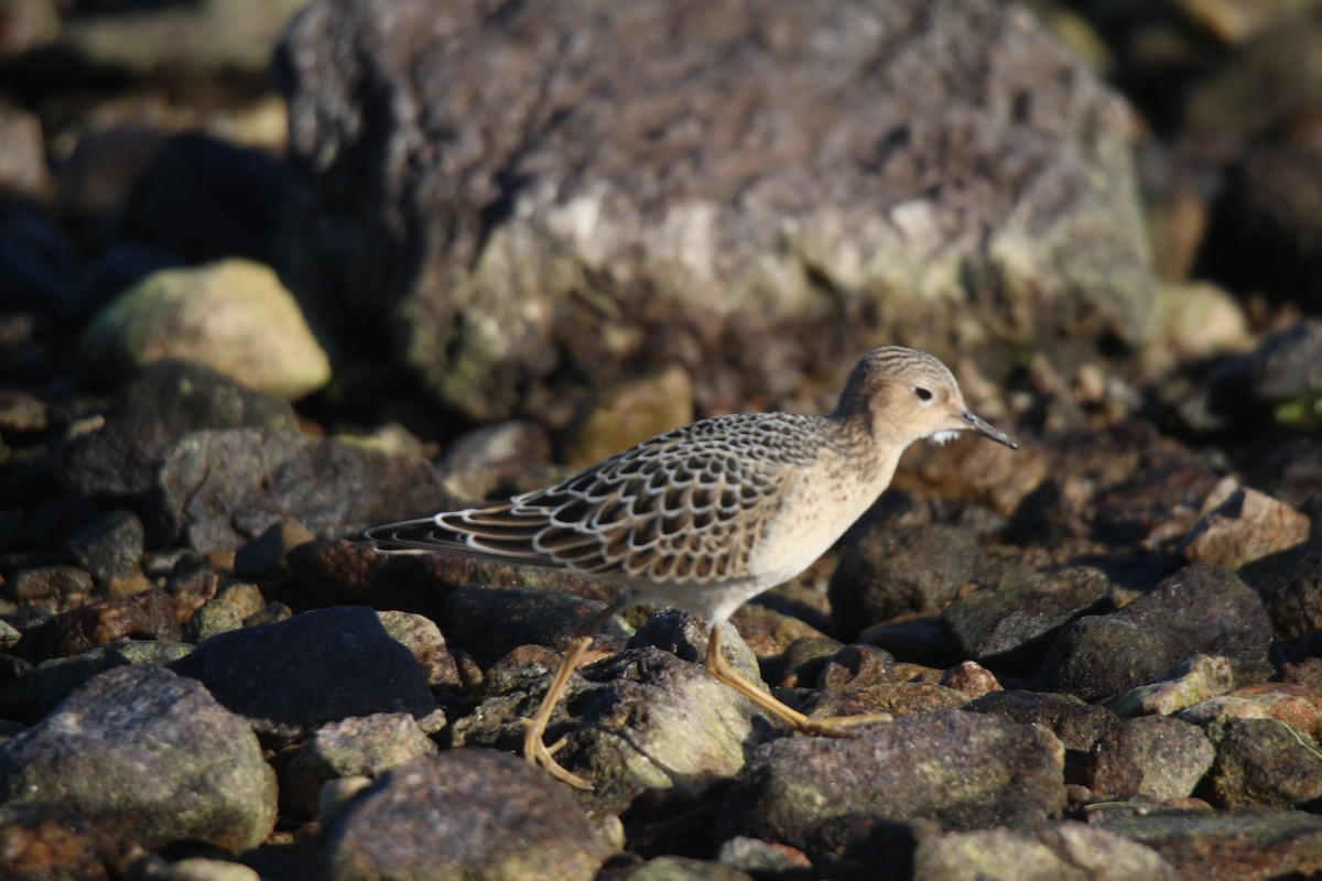 rustsnipe - ML641370195